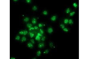 Anti-GPHN mouse monoclonal antibody (ABIN2454075) immunofluorescent staining of COS7 cells transiently transfected by pCMV6-ENTRY GPHN (RC205986). (Gephyrin 抗体)