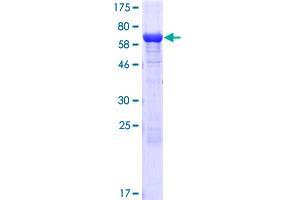 ETF1 Protein (AA 1-437) (GST tag)