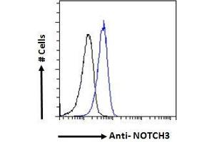 ABIN185524 Flow cytometric analysis of paraformaldehyde fixed HeLa cells (blue line), permeabilized with 0. (NOTCH3 抗体  (C-Term))