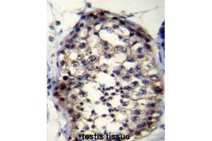 ROPN1L Antibody (N-term) immunohistochemistry analysis in formalin fixed and paraffin embedded human testis tissue followed by peroxidase conjugation of the secondary antibody and DAB staining. (ROPN1L 抗体  (N-Term))