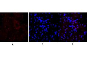 Immunofluorescence analysis of mouse kidney tissue. (E-cadherin 抗体  (AA 810-890))