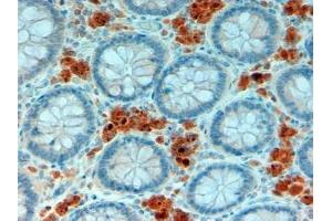 ABIN190883 (2µg/ml) staining of paraffin embedded Human Intestine. (APOA4 抗体  (Internal Region))