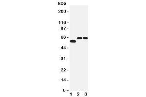 Western blot testing of SLC1A4 antibody and Lane 1:  human U87 (SLC1A4 抗体  (C-Term))