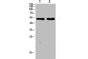Western blot analysis of SW480 lysate, antibody was diluted at 1000. (ASIC1 抗体  (AA 220-280))