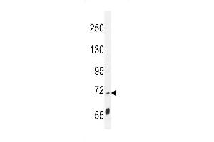 LRRC68 Antibody (N-term) (ABIN655144 and ABIN2844766) western blot analysis in mouse cerebellum tissue lysates (35 μg/lane). (PPP1R37 抗体  (N-Term))