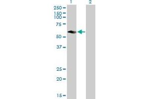 Western Blot analysis of CFLAR expression in transfected 293T cell line by CFLAR MaxPab polyclonal antibody. (FLIP 抗体  (AA 1-480))