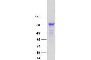 Western Blotting (WB) image for Protein tyrosine Phosphatase, Non-Receptor Type 5 (Striatum-Enriched) (PTPN5) (Transcript Variant 2) protein (Myc-DYKDDDDK Tag) (ABIN2730117)