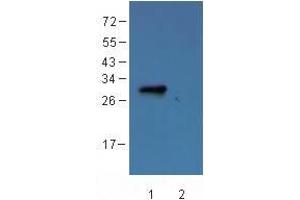 SDS-PAGE (SDS) image for anti-Dendra 2 antibody (ABIN361314)