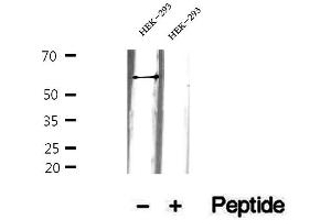 Western blot analysis of extracts of HEK-293 cells, using GEFT antibody. (ARHGEF25/GEFT 抗体  (Internal Region))