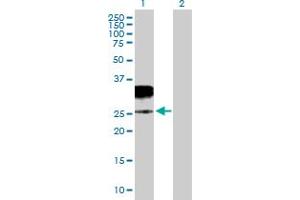 Western Blot analysis of GZMH expression in transfected 293T cell line by GZMH MaxPab polyclonal antibody.