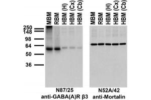 anti-gamma-aminobutyric Acid (GABA) A Receptor, beta 3 (GABRB3) (AA 370-433) antibody