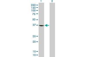 Western Blot analysis of LRP1 expression in transfected 293T cell line by LRP1 MaxPab polyclonal antibody. (LRP1 抗体  (AA 1-292))