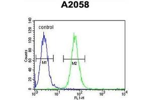 ABHEB Antibody (C-term) flow cytometric analysis of A2058 cells (right histogram) compared to a negative control cell (left histogram). (ABHD14B 抗体  (C-Term))