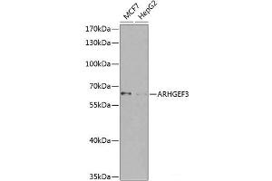 Western blot analysis of extracts of various cell lines using ARHGEF3 Polyclonal Antibody at dilution of 1:1000. (ARHGEF3 抗体)