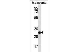 Western blot analysis in human placenta tissue lysates (35ug/lane). (COPS7A 抗体  (C-Term))