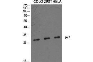 Western Blot (WB) analysis of specific cells using p27 Polyclonal Antibody. (P27 (Ser235) 抗体)