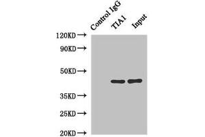 Immunoprecipitating TIA1 in Hela whole cell lysate Lane 1: Rabbit control IgG instead of (1 μg) instead of ABIN7161993 in Hela whole cell lysate. (TIA1 抗体  (AA 1-193))