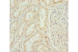 Immunohistochemistry of paraffin-embedded human kidney tissue using ABIN7156315 at dilution of 1:100 (INPP5K 抗体  (AA 149-448))