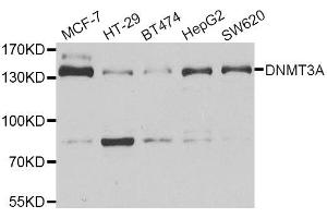 Western blot analysis of extracts of various cell lines, using DNMT3A antibody.