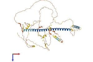 CREB3L1 Protein (AA 1-519) (His tag)