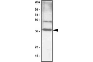 Western blot analysis of NIH/3T3 cell lysates (30 ug) were resolved by SDS - PAGE , transferred to PVDF membrane and probed with CEBPB monoclonal antibody , clone 47A1 (1 : 1000) . (CEBPB 抗体  (AA 1-271))