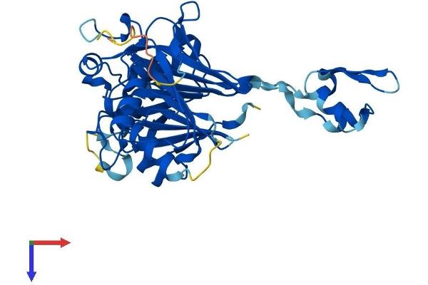 ELAC1 Protein (ELAC1) (AA 1-362) (His tag)