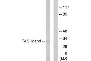 Western Blotting (WB) image for anti-Fas Ligand (TNF Superfamily, Member 6) (FASL) (Internal Region) antibody (ABIN1848536) (FASL 抗体  (Internal Region))