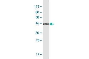 Western Blot detection against Immunogen (44. (ERICH2 抗体  (AA 1-156))