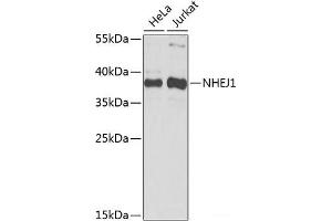 NHEJ1 抗体