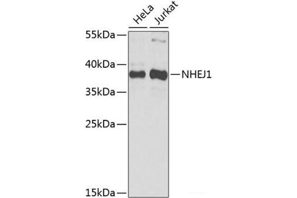 NHEJ1 抗体