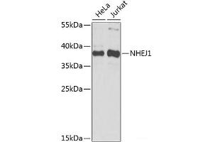 Western blot analysis of extracts of various cell lines using NHEJ1 Polyclonal Antibody at dilution of 1:1000. (NHEJ1 抗体)