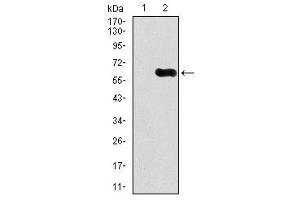 Image no. 3 for anti-Calcium/calmodulin-Dependent Protein Kinase IV (CAMK4) antibody (ABIN1491438) (CAMK4 抗体)