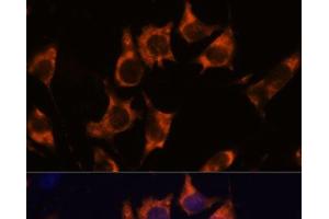 Immunofluorescence analysis of L929 cells using NDRG4 Polyclonal Antibody at dilution of 1:100. (NDRG4 抗体)