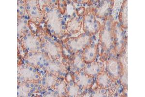 IHC-P analysis of Kidney tissue, with DAB staining. (MPP6 抗体  (AA 34-235))