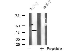 Western blot analysis of extracts from MCF-7 cells, using KCNG3 antibody.