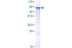 ZNF490 Protein (AA 1-529) (GST tag)