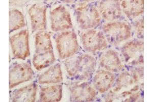 Formalin-fixed and paraffin embedded mouse intestine labeled with Anti-RPLP0 Polyclonal Antibody, Unconjugated  at 1:200 followed by conjugation to the secondary antibody and DAB staining (RPLP0 抗体  (AA 221-317))