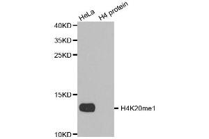 Western blot analysis of extracts of various cell lines, using MonoMethyl-Histone H4-K20 antibody. (Histone H4 抗体  (meLys20))