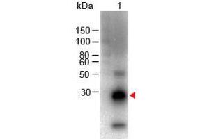 Western Blot of Goat anti-F(ab')2 Rabbit IgG F(c) Antibody Biotin Conjugated Lane 1: Rabbit Fc Load: 100 ng per lane Primary antibody: F(ab')2 Rabbit IgG F(c) Antibody Biotin Conjugated at 1:1000 for overnight at 4°C Secondary antibody: HRP Streptavidin at 1:40,000 for 30 min at RT Block: ABIN925618 for 30 min RT Predicted/Observed size: 28 kDa, 28 kDa (山羊 anti-兔 IgG (Fc Region) Antibody (Biotin))