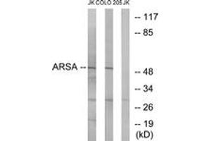 Western blot analysis of extracts from Jurkat/COLO cells, using ARSA Antibody. (Arylsulfatase A 抗体  (AA 251-300))