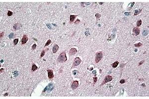 ABIN571065 (3. (Neurogranin 抗体  (Internal Region))