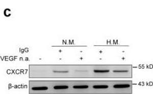 Western Blotting (WB) image for anti-Chemokine (C-X-C Motif) Receptor 7 (CXCR7) antibody (ABIN2857021)