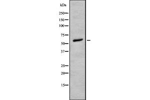 Western blot analysis of DNA pol λ using 293 whole cell lysates (POLL 抗体  (C-Term))