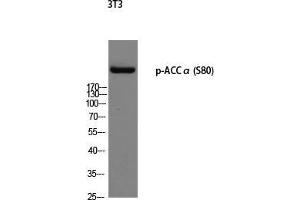 Western Blot (WB) analysis of 3T3 using p-ACCalpha (S80) antibody. (Acetyl-CoA Carboxylase alpha 抗体  (pSer80))
