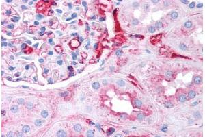 Human Kidney (formalin-fixed, paraffin-embedded) stained with Fibrinogen antibody ABIN291462 at 2. (Fibrinogen 抗体)