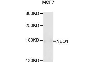 Western blot analysis of extracts of MCF-7 cells, using NEO1 antibody (ABIN5996412) at 1/1000 dilution. (NEO1 抗体)