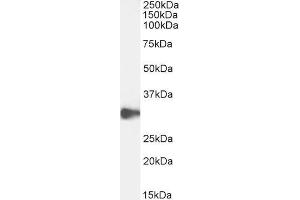 Western Blotting (WB) image for anti-C-Type Lectin Domain Family 2, Member D (CLEC2D) (Internal Region) antibody (ABIN6391372)