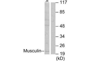 Western Blotting (WB) image for anti-Musculin (MSC) (C-Term) antibody (ABIN1849010) (Musculin 抗体  (C-Term))