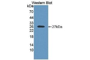 Detection of Recombinant RNASE10, Human using Polyclonal Antibody to Ribonuclease A10 (RNASE10) (Ribonuclease A10 (AA 27-216) 抗体)