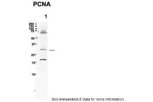 Sample Type: 1. (PCNA 抗体  (C-Term))